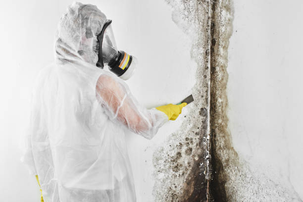 Mold Odor Removal Services in Clinton, NC